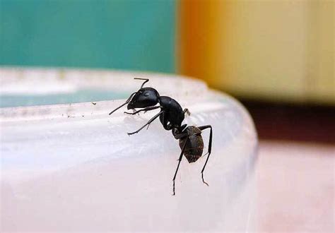 猛瑪象牙 房間 螞蟻